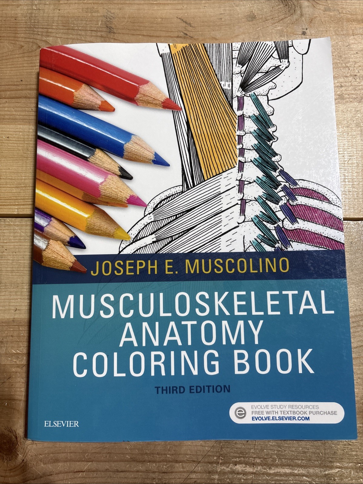 Musculoskeletal Anatomy Coloring Book by DC Muscolino, Joseph E, Dr.: Used