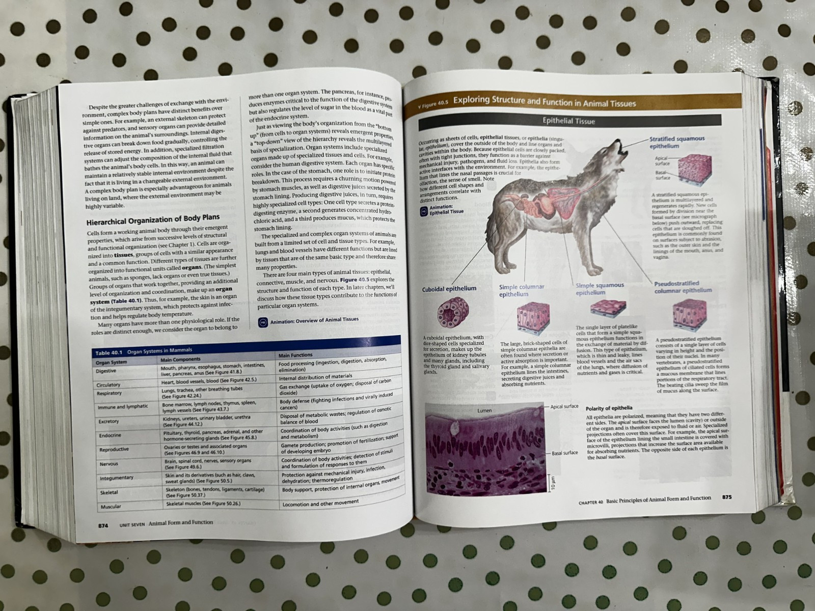 Campbell Biology Ser.: Campbell Biology by Lisa Urry, Steven Wasserman, Michael